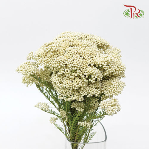 Rice Flower - White (Per Bunch)-White-Africa-prflorist.com.my