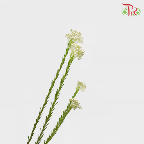 Rice Flower - White (Per Bunch)-White-China-prflorist.com.my