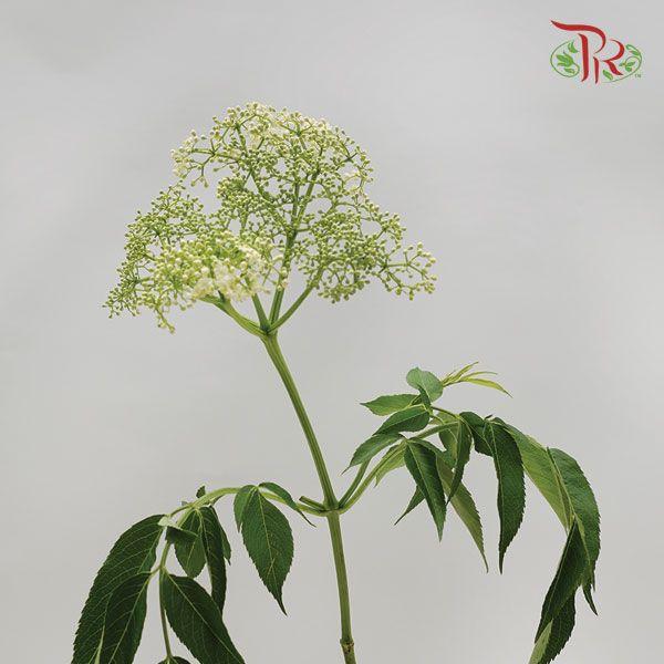 Rice Flower - White (Per Bunch)-White-Malaysia-prflorist.com.my