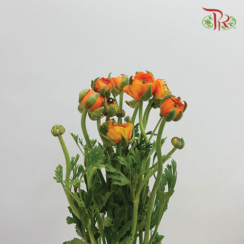 Ranunculus - Orange (10 stems) **Fragile - Pudu Ria Florist