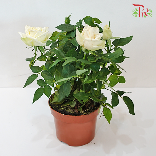 Rosa Cream-Pudu Ria Florist-prflorist.com.my