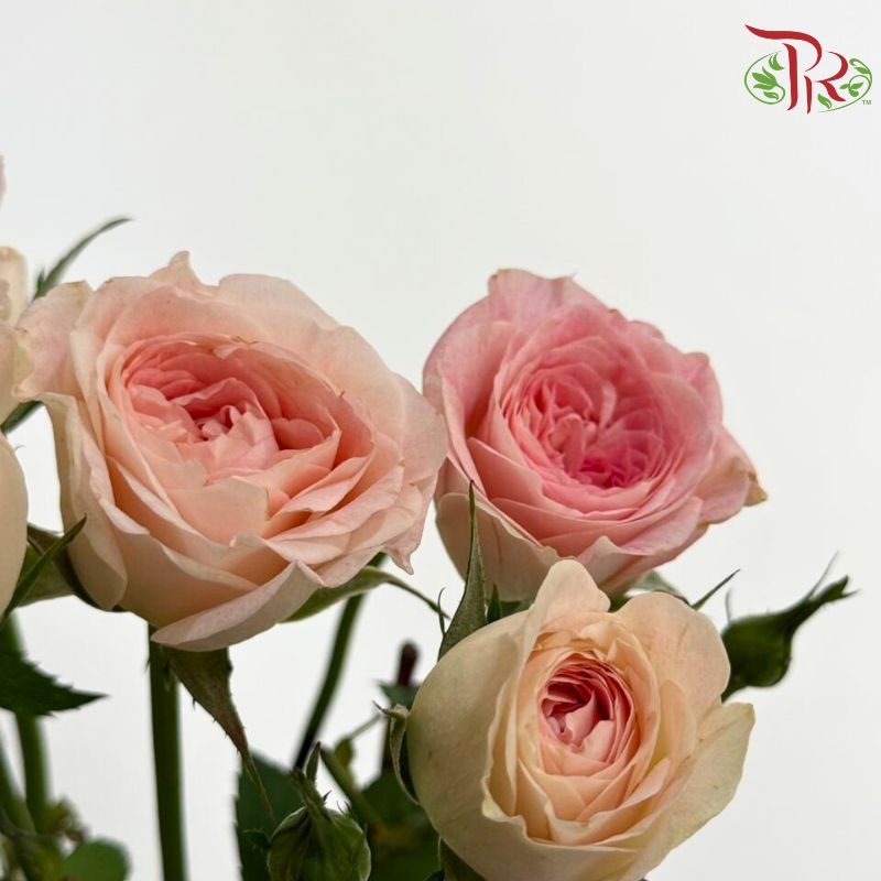 Rose Spray 《多头玫瑰》