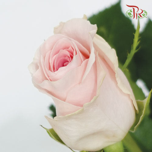 Rose (40cm) - Candy Girl (10 Stems)-Pink-Kenya-prflorist.com.my