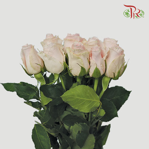 Rose (40cm) - Candy Girl (10 Stems)-Pink-Kenya-prflorist.com.my