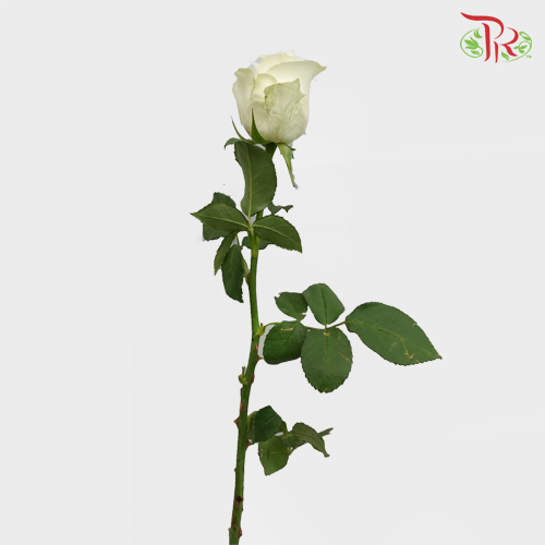 Rose (40cm) - Proud (10 Stems)-White-Kenya-prflorist.com.my