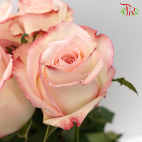 Rose (50cm) - Amarena (10 Stems)-Kenya-prflorist.com.my
