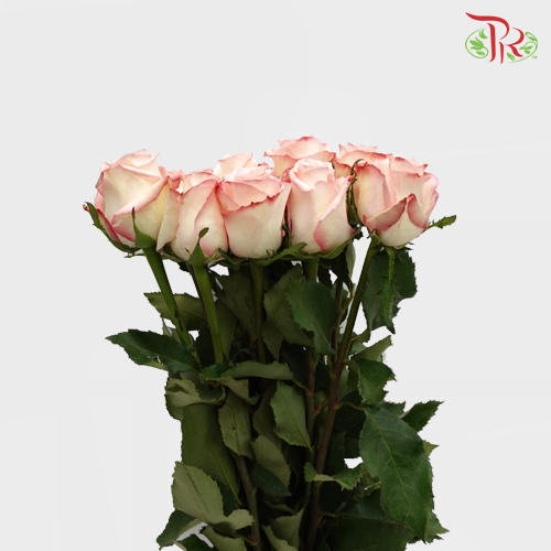 Rose (50cm) - Amarena (10 Stems)-Kenya-prflorist.com.my