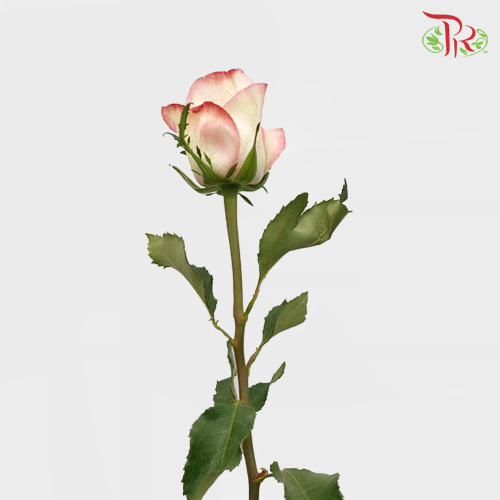 Rose (50cm) - Amarena (10 Stems)-Kenya-prflorist.com.my