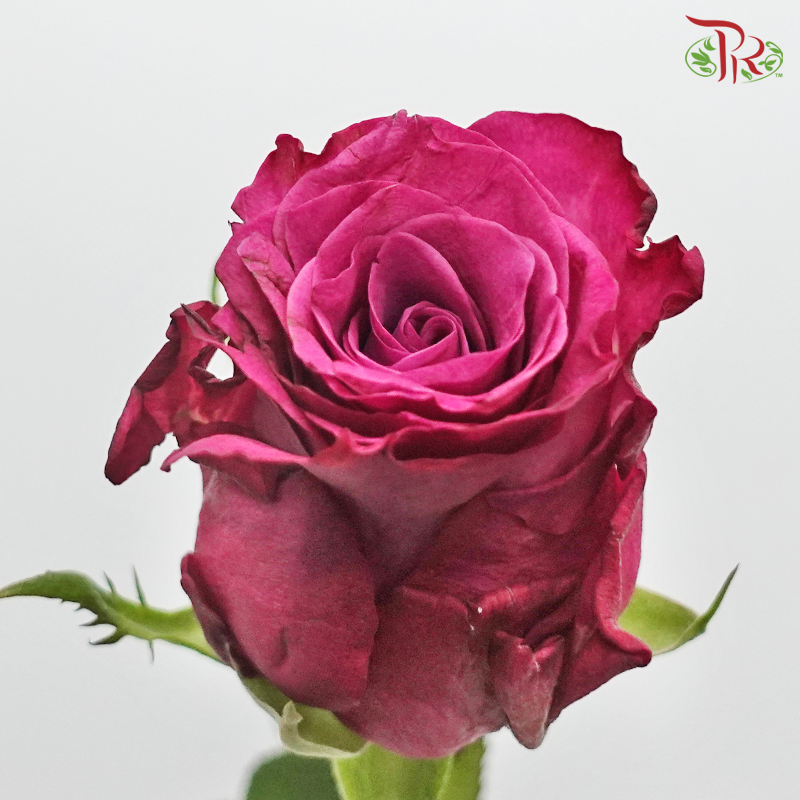 Rose (50cm) - Blueberry (10 Stems)-Blueberry-Kenya-prflorist.com.my