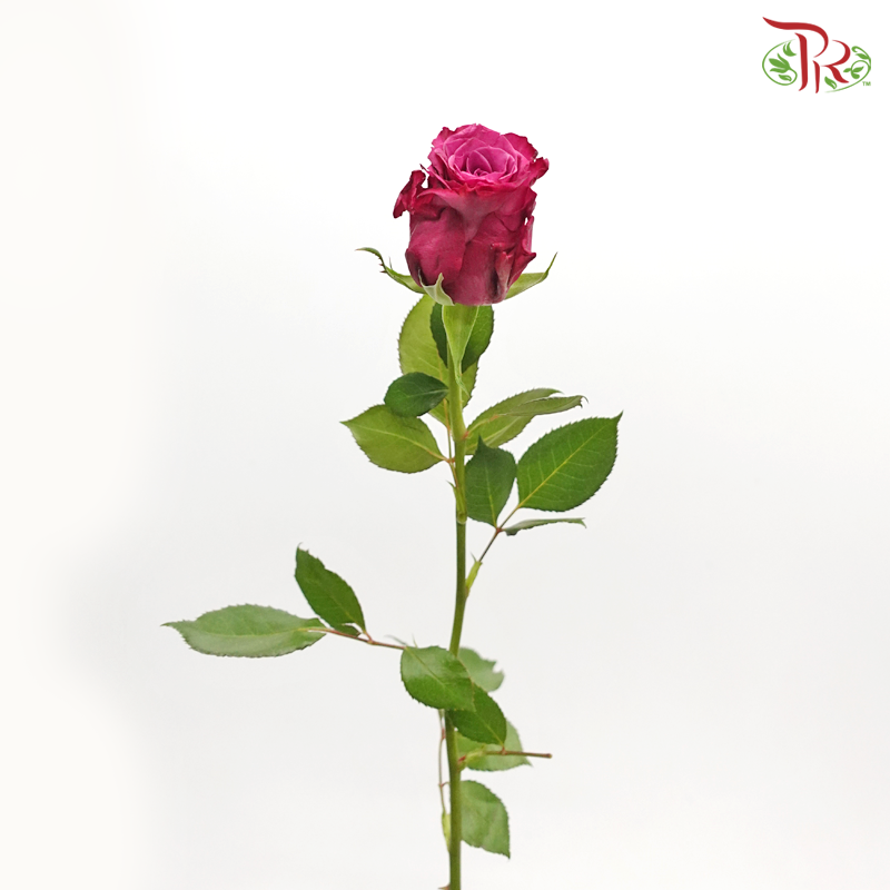 Rose (50cm) - Blueberry (10 Stems)-Blueberry-Kenya-prflorist.com.my