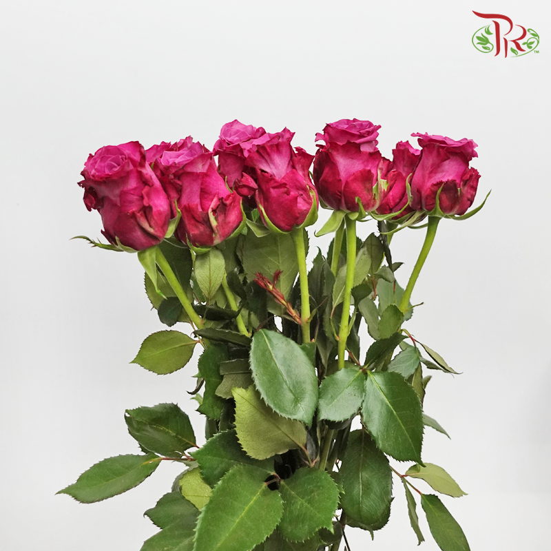 Rose (50cm) - Blueberry (10 Stems)-Blueberry-Kenya-prflorist.com.my