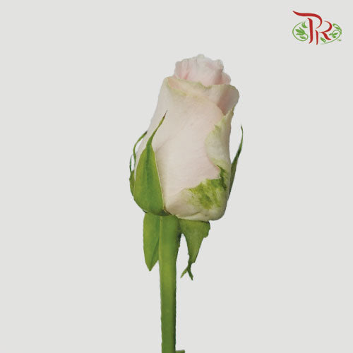 Rose (50cm) - Candy Girl (10 Stems)-Pink-Kenya-prflorist.com.my
