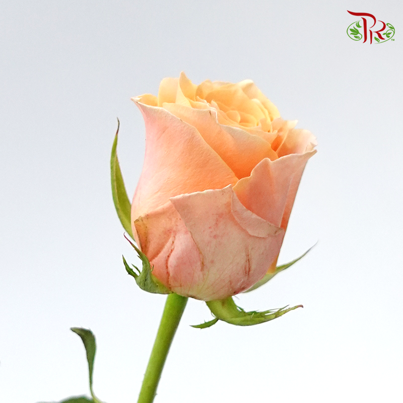 Rose (50cm) - Carpe Diem (10 Stems)-Orange-Kenya-prflorist.com.my