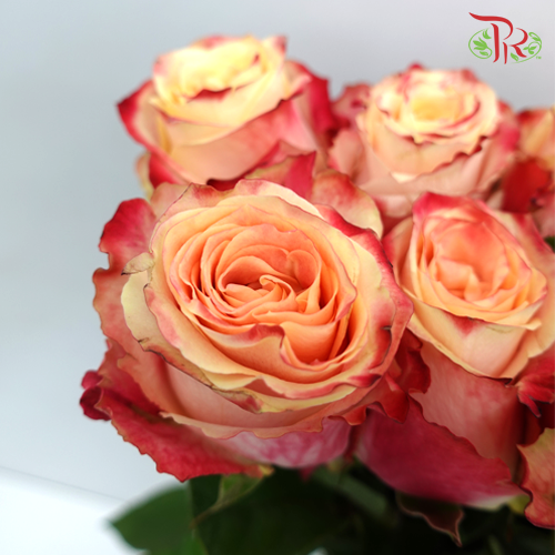 Rose (50cm) - Chapeau (10 Stems)-Red-Kenya-prflorist.com.my