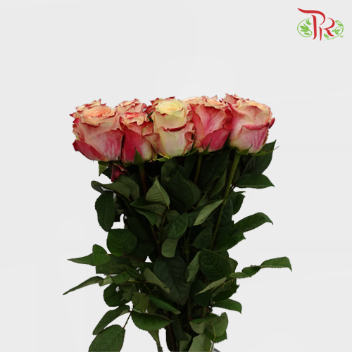 Rose (50cm) - Chapeau (10 Stems)-Red-Kenya-prflorist.com.my