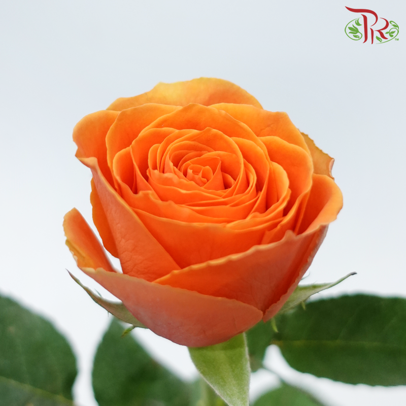 Rose (50cm) - Confidential (10 Stems)-Orange Wave-Kenya-prflorist.com.my