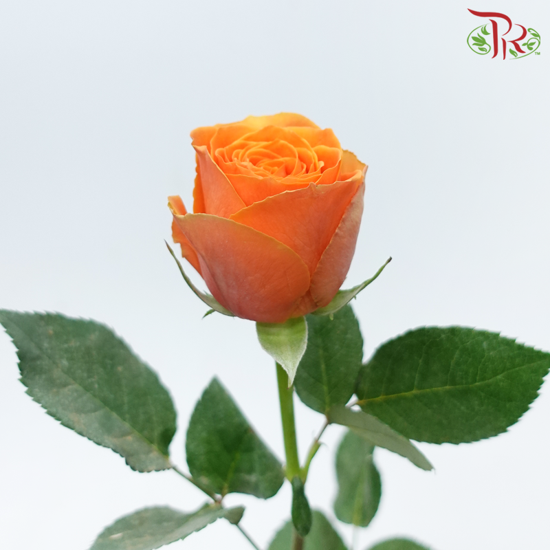 Rose (50cm) - Confidential (10 Stems)-Orange Wave-Kenya-prflorist.com.my