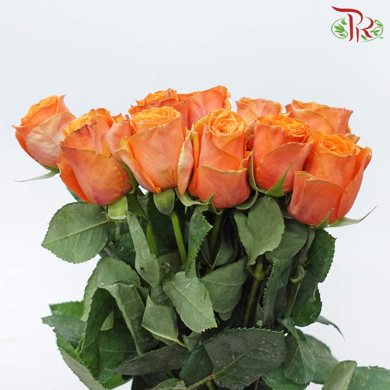 Rose (50cm) - Confidential (10 Stems)-Orange Wave-Kenya-prflorist.com.my