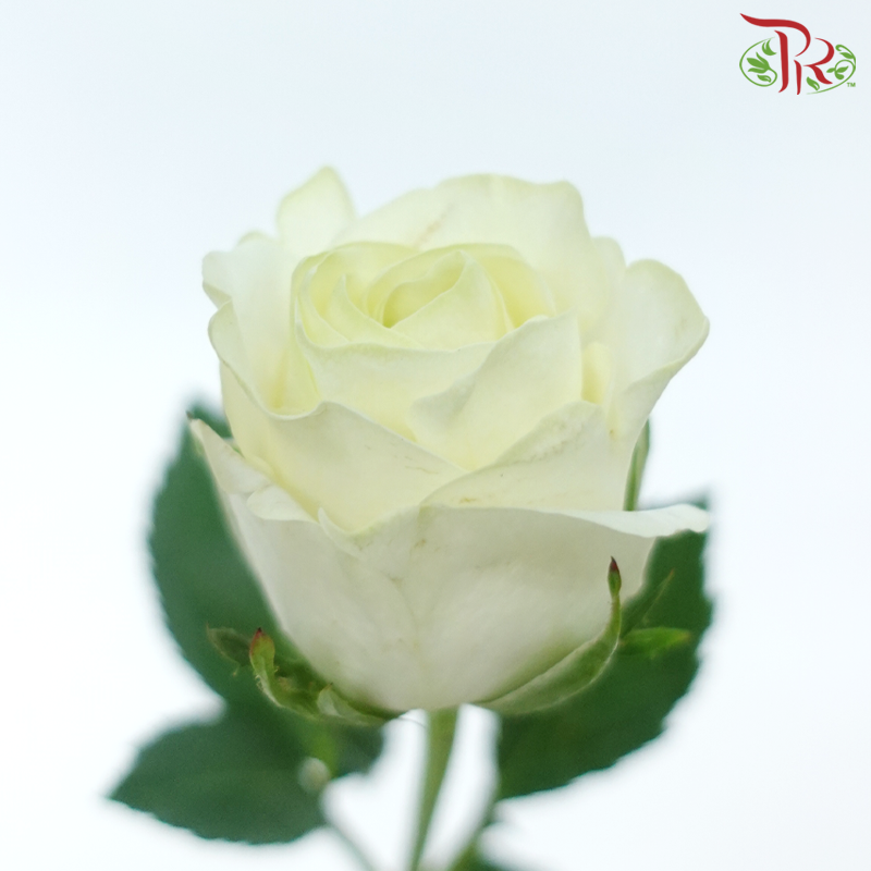 Rose (50cm) - Cream (10 Stems)-Cream-Kenya-prflorist.com.my