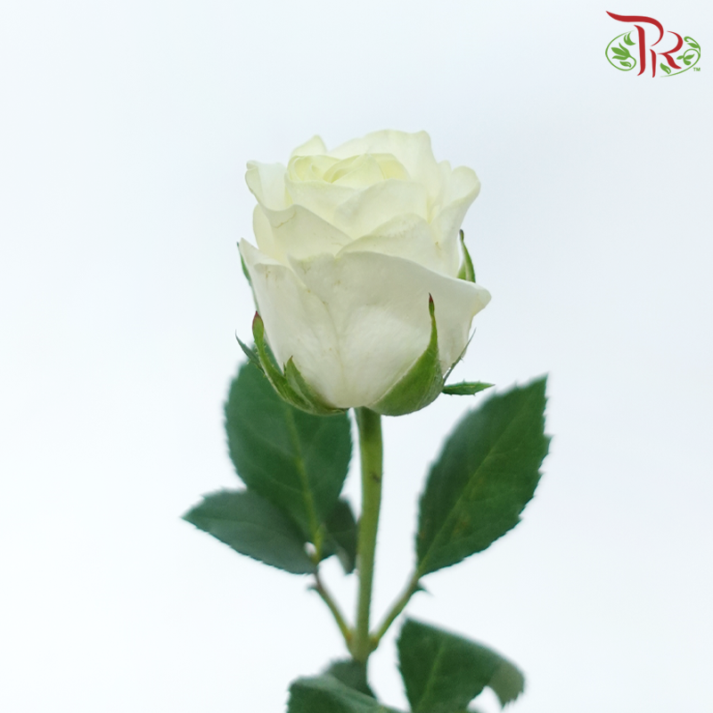 Rose (50cm) - Cream (10 Stems)-Cream-Kenya-prflorist.com.my