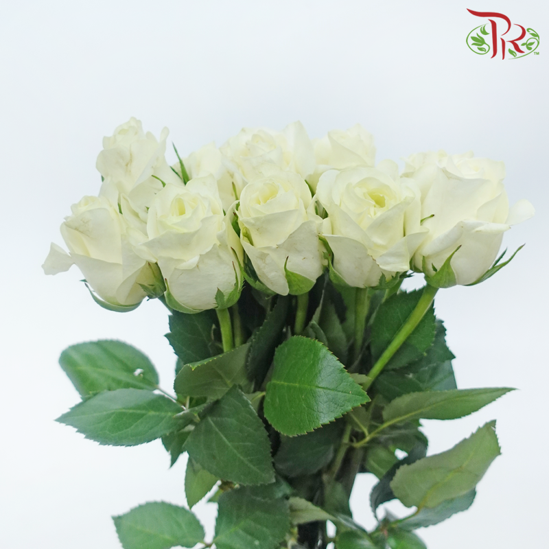 Rose (50cm) - Cream (10 Stems)-Cream-Kenya-prflorist.com.my