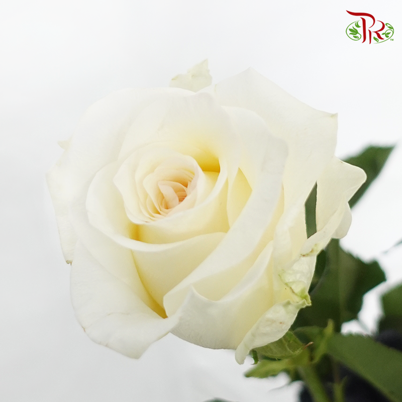 Rose (50cm) - Cream Sorbet (10 Stems)-Kenya-prflorist.com.my