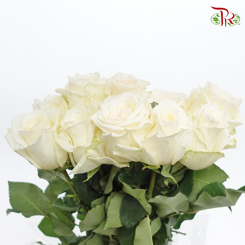 Rose (50cm) - Cream Sorbet (10 Stems)-Kenya-prflorist.com.my