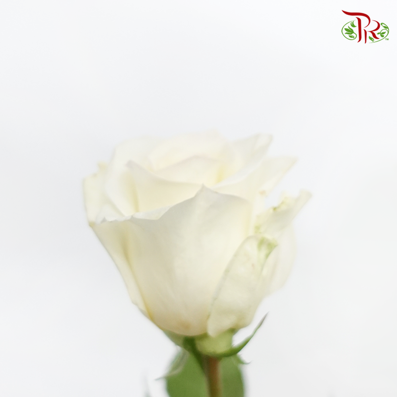 Rose (50cm) - Cream Sorbet (10 Stems)-Kenya-prflorist.com.my