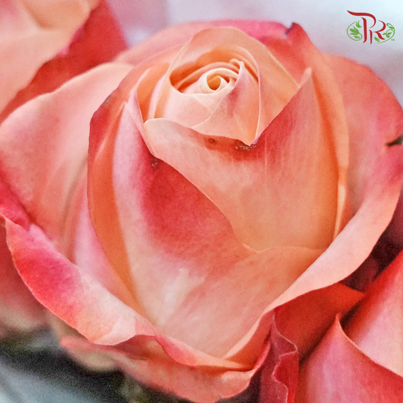 Rose (50cm) - Emotion (10 Stems)-Kenya-prflorist.com.my