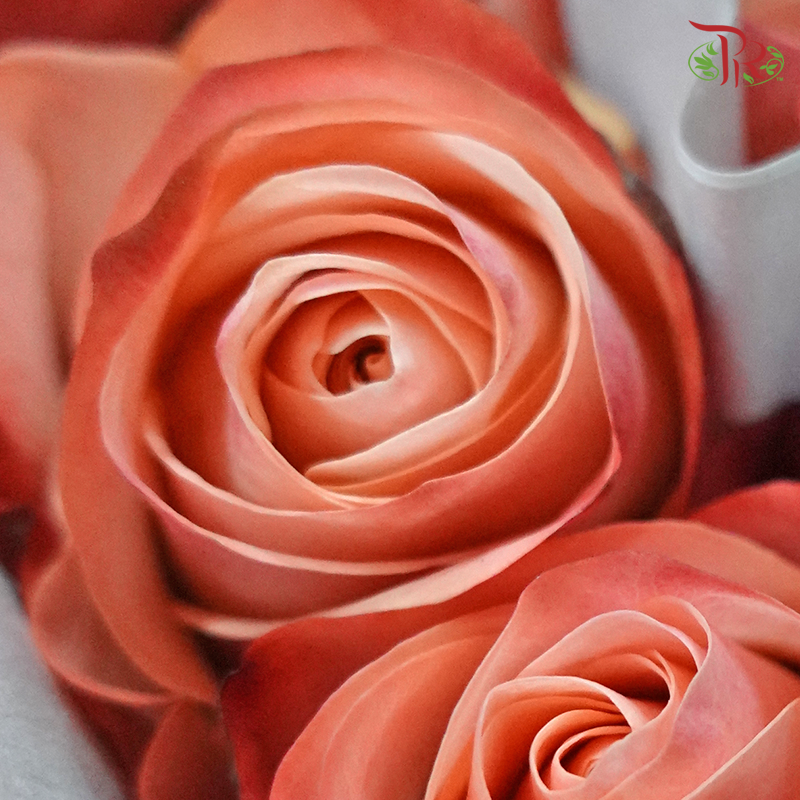 Rose (50cm) - Emotion (10 Stems)-Kenya-prflorist.com.my