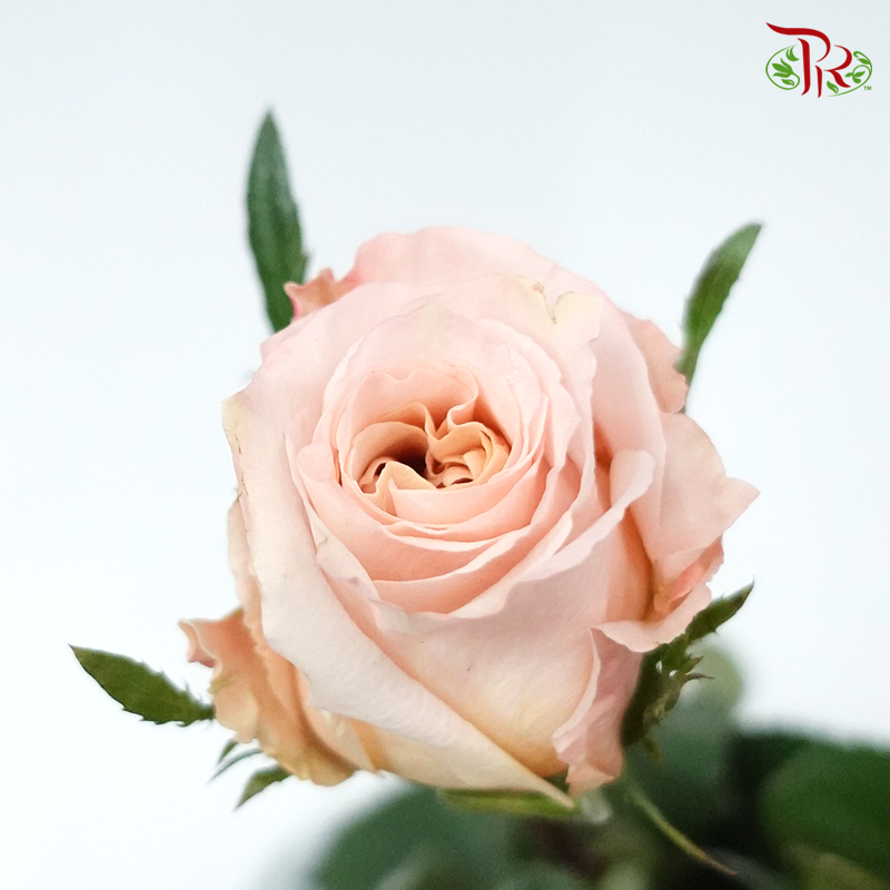 Rose (50cm) - Facsination (10 Stems)-Kenya-prflorist.com.my