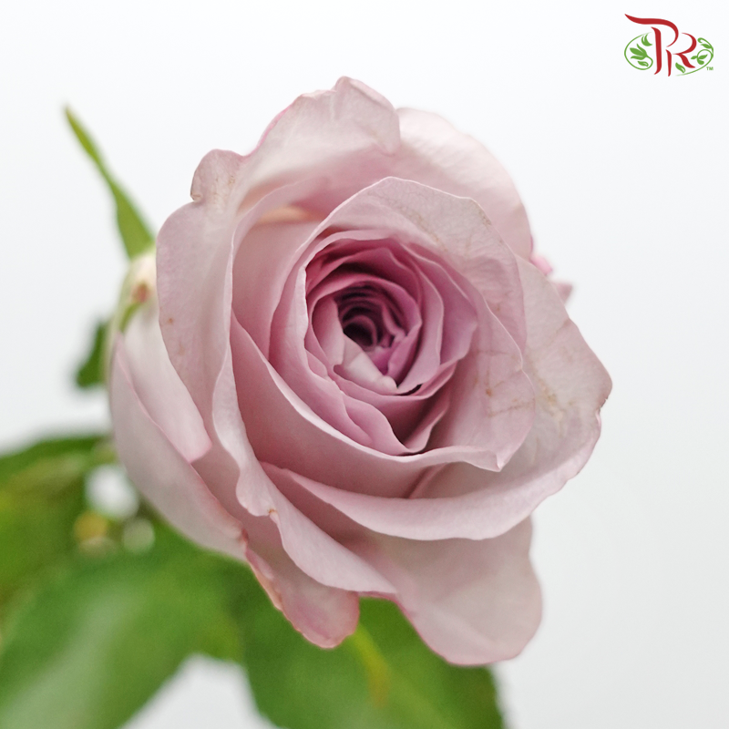Rose (50cm) - Glamoris (10 Stems)-Light Purple-Kenya-prflorist.com.my