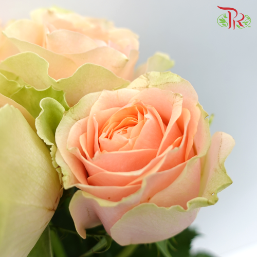 Rose (50cm) - Gravity (10 Stems)-Peach-Kenya-prflorist.com.my