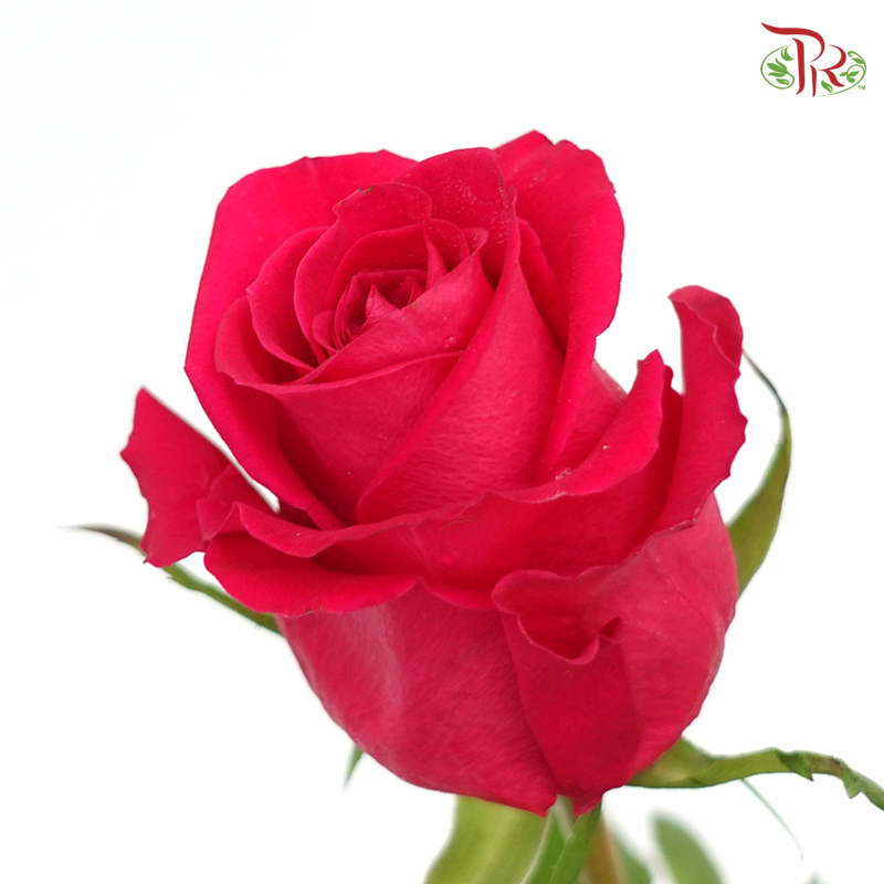 Rose (50cm) - Hot Shot Pink (10 Stems)-Pink-Kenya-prflorist.com.my