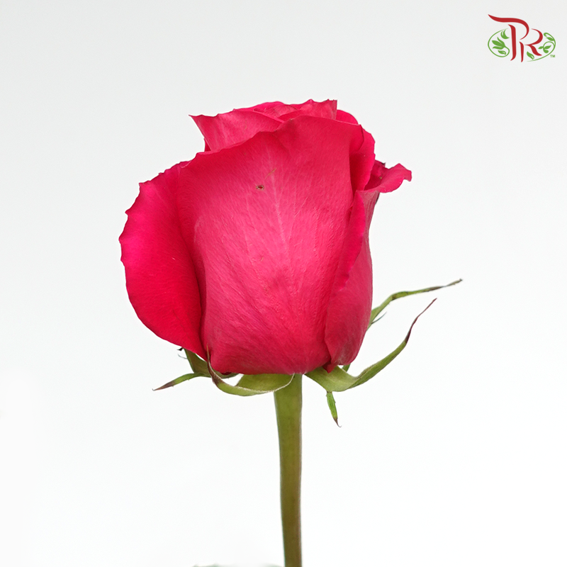 Rose (50cm) - Hot Shot Pink (10 Stems)-Pink-Kenya-prflorist.com.my