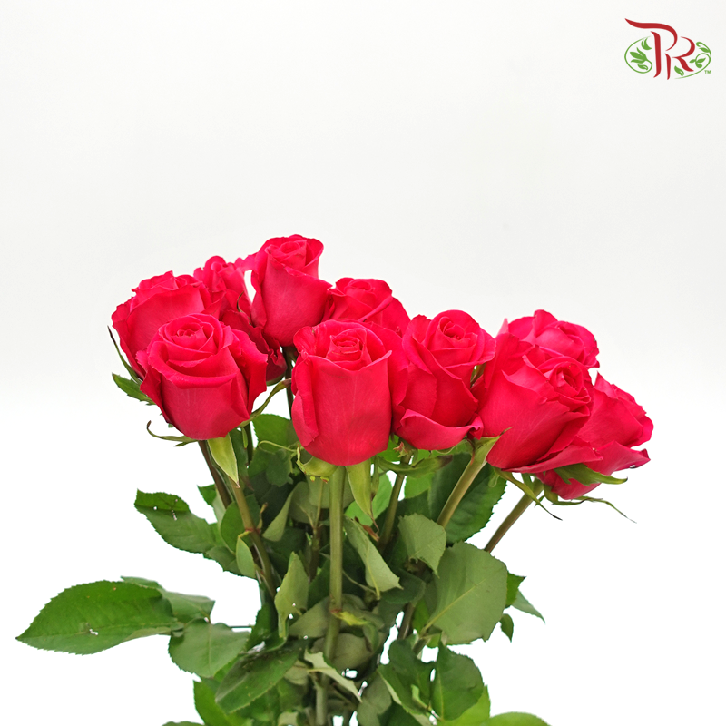 Rose (50cm) - Hot Shot Pink (10 Stems)-Pink-Kenya-prflorist.com.my