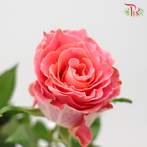 Rose (50cm) - Japanese Tale (10 Stems)-Pink-Kenya-prflorist.com.my