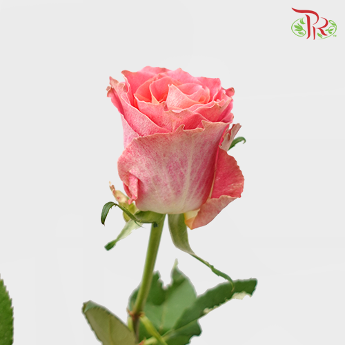Rose (50cm) - Japanese Tale (10 Stems)-Pink-Kenya-prflorist.com.my