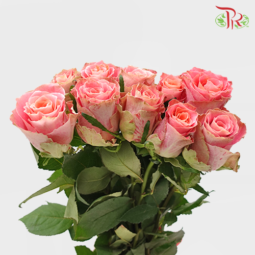 Rose (50cm) - Japanese Tale (10 Stems)-Pink-Kenya-prflorist.com.my
