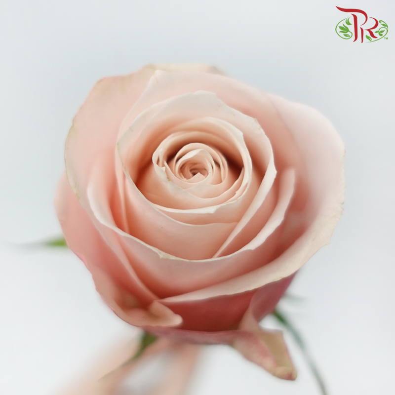 Rose (50cm) - Lady Cava (10 Stems)-Champagne / Peach-Kenya-prflorist.com.my