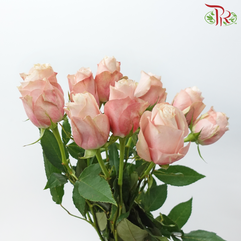 Rose (50cm) - Lady Cava (10 Stems)-Champagne / Peach-Kenya-prflorist.com.my