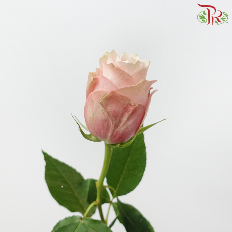 Rose (50cm) - Lady Cava (10 Stems)-Champagne / Peach-Kenya-prflorist.com.my