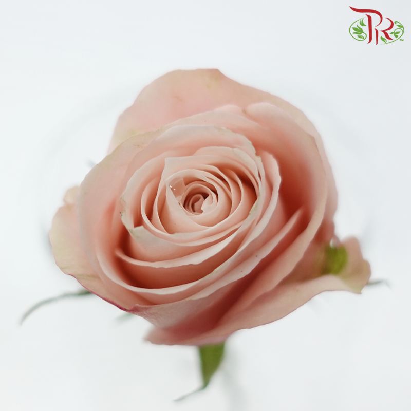 Rose (50cm) - Lady Cava (10 Stems)-Champagne / Peach-Kenya-prflorist.com.my