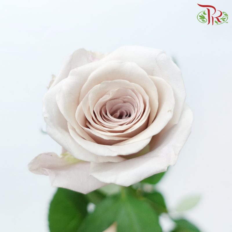 Rose (50cm) - Lavida Loca (10 Stems)-Lavida Loca-Kenya-prflorist.com.my