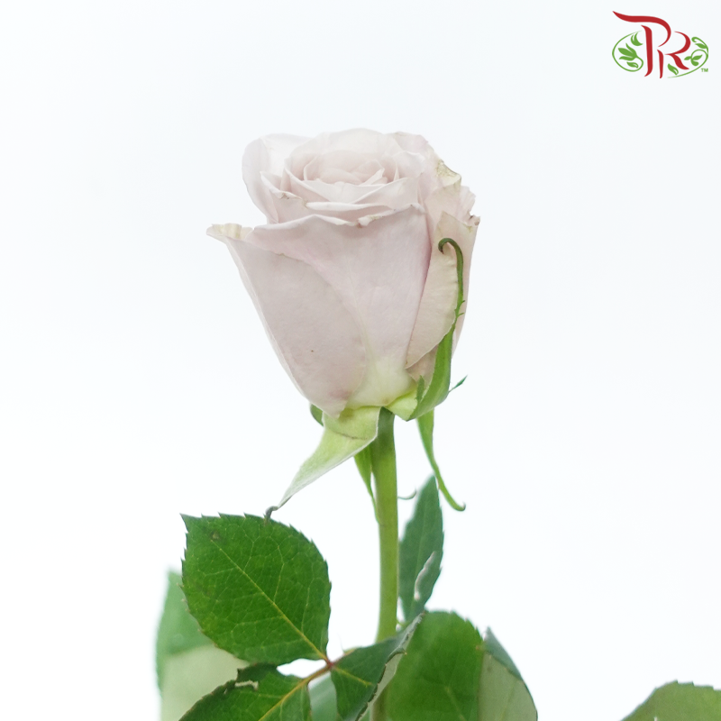 Rose (50cm) - Lavida Loca (10 Stems)-Lavida Loca-Kenya-prflorist.com.my