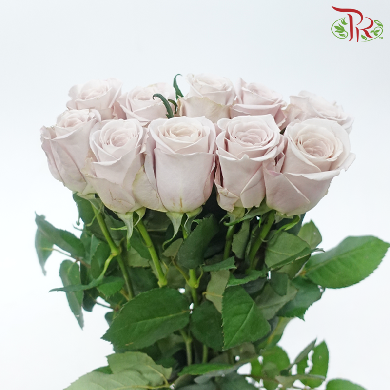Rose (50cm) - Lavida Loca (10 Stems)-Lavida Loca-Kenya-prflorist.com.my