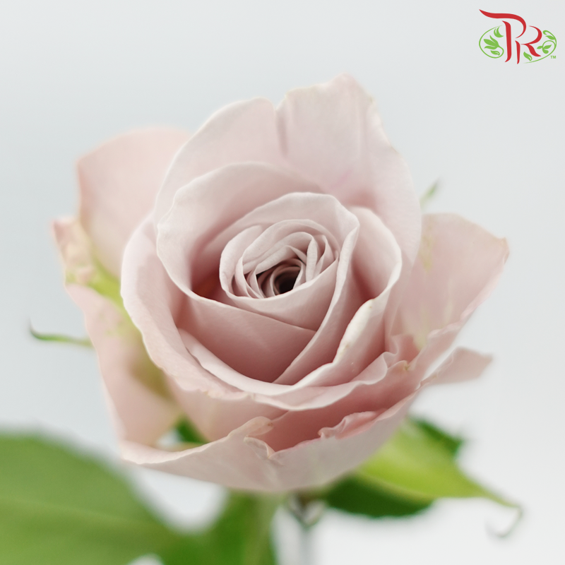 Rose (50cm) - Manta Pale Lavender (10 Stems)-Manta-Kenya-prflorist.com.my