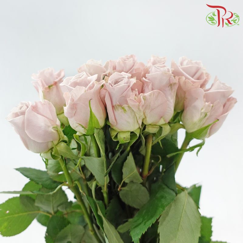 Rose (50cm) - Manta Pale Lavender (10 Stems)-Manta-Kenya-prflorist.com.my