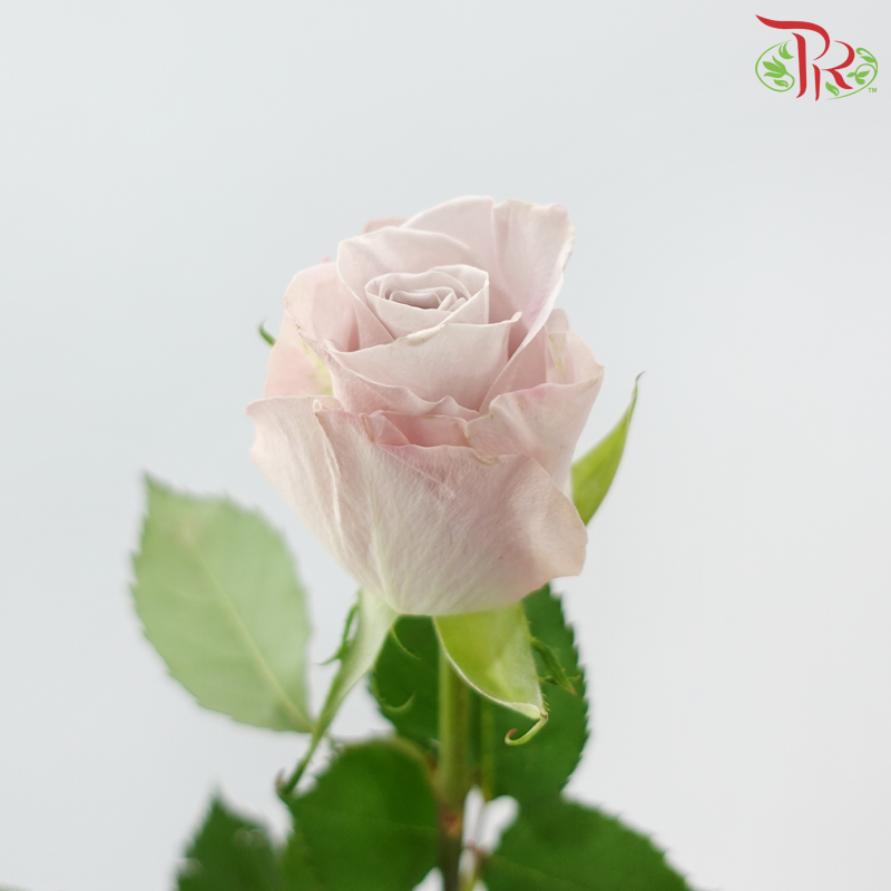 Rose (50cm) - Manta Pale Lavender (10 Stems)-Manta-Kenya-prflorist.com.my