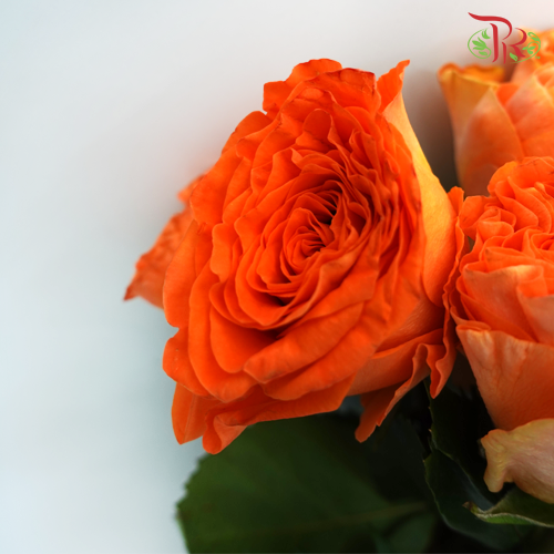 Rose (50cm) - Mari Angela (10 Stems)-Orange-Kenya-prflorist.com.my